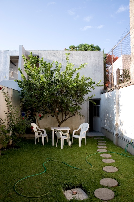 Backyard with roses and lime tree