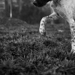 bruno-charlie-ckv_-108