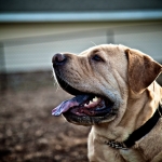 bruno-charlie-ckv_-119