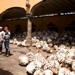 guadalajara-tequila-ckv_-070