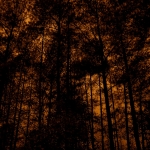 thomas-niemann-tones