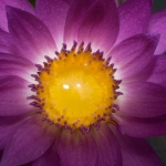 vietnam2008-thailand-ckv_-467